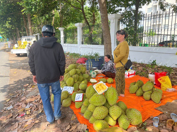 Hình ảnh nhà vườn ở Cần Thơ "ồ ạt " ra vỉa hè bán sầu riêng giá rẻ bèo - 1