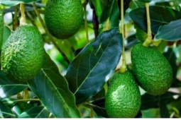 Bơ 160.000/kg “kén khách”, muốn ăn phải xếp hàng, chờ cả tháng