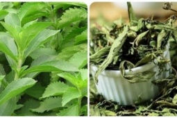 Cây thuốc Việt ngọt như đường, siêu lành mạnh lại bổ dưỡng ngang nhân sâm tổ yến