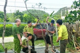 Kiểm lâm Ninh Bình xử lý 8 vụ khai thác, tàng trữ cây muội hồng, phạt 45 triệu đồng