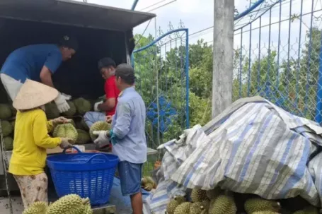 Nguyên nhân giá sầu riêng 'rẻ như bèo'