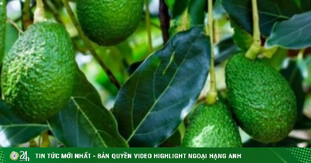 Bơ 160.000/kg “kén khách”, muốn ăn phải xếp hàng, chờ cả tháng