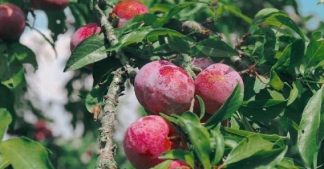 Chuyên gia khuyến cáo số lượng mận tối đa nên ăn mỗi ngày để không hại thận