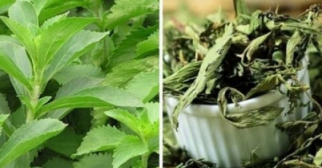 Cây thuốc Việt ngọt như đường, siêu lành mạnh lại bổ dưỡng ngang nhân sâm tổ yến