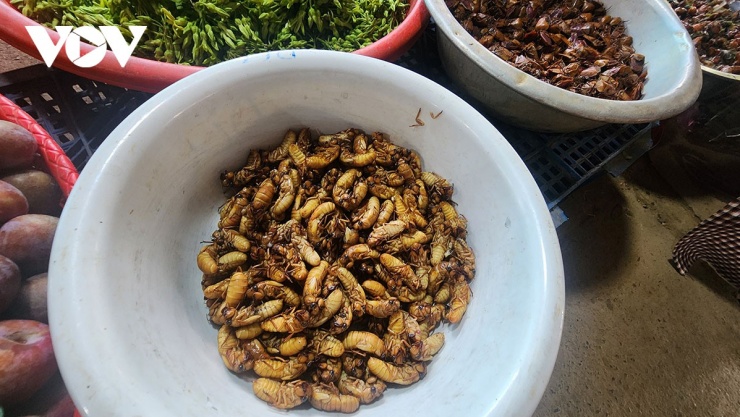 Ve sầu non được bán với giá từ 300-350.000đ/kg