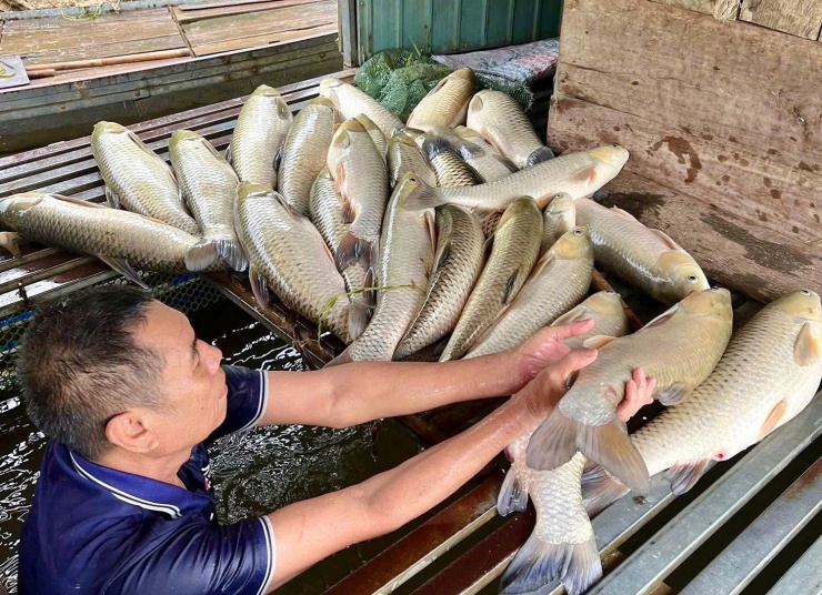 Cá nuôi lồng chết trắng sau mưa dông trên sông Lam. Ảnh: T.T