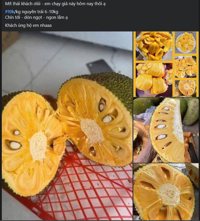 Hiện tại, giống mít dai, mít mật tại nhiều tỉnh thành phía Bắc đang bắt đầu vào mùa thu hoạch nên giá loại quả này đang ở mức thấp.