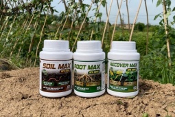 ROOT MAX NPK 8000: giải pháp kích rễ cực mạnh – kiến tạo nền móng cho nông nghiệp thịnh vượng