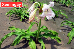 Tin tức sức khỏe - Loại cây “dân dã” mọc đầy bờ bụi, được ví như “khắc tinh” của phì đại tuyến tiền liệt