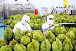 Sầu riêng 'tắc' kiểm nghiệm Cadimi, rớt giá: Đang làm việc với Trung Quốc