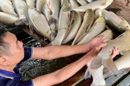 Sau trận mưa dông, gần 9 tấn cá nổi trắng sông Lam, hé lộ nguyên nhân ban đầu