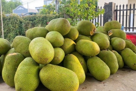 Một loại quả Việt thơm nức mũi, ruột vàng ươm đang vào mùa giá chỉ chục nghìn đồng/kg