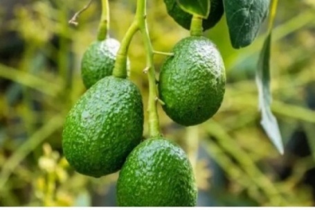 Loại quả Việt béo ngậy, thơm ngon ăn hàng ngày bổ không kém nhân sâm, tổ yến