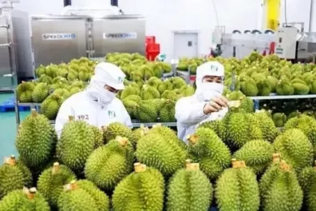Sầu riêng 'tắc' kiểm nghiệm Cadimi, rớt giá: Đang làm việc với Trung Quốc