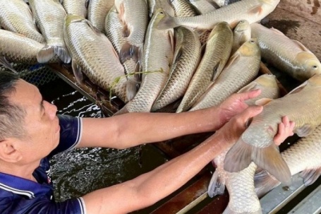 Sau trận mưa dông, gần 9 tấn cá nổi trắng sông Lam, hé lộ nguyên nhân ban đầu