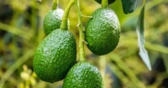 Loại quả Việt béo ngậy, thơm ngon ăn hàng ngày bổ không kém nhân sâm, tổ yến