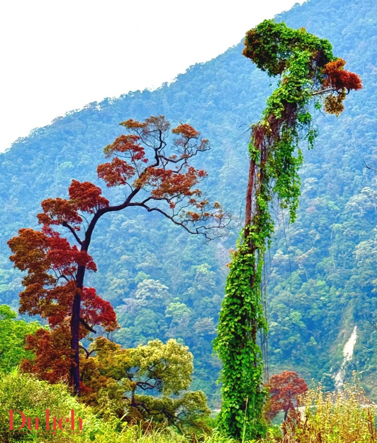 Cung đường Trường Sơn Đông đẹp như mơ vào mùa hoa nở - 1
