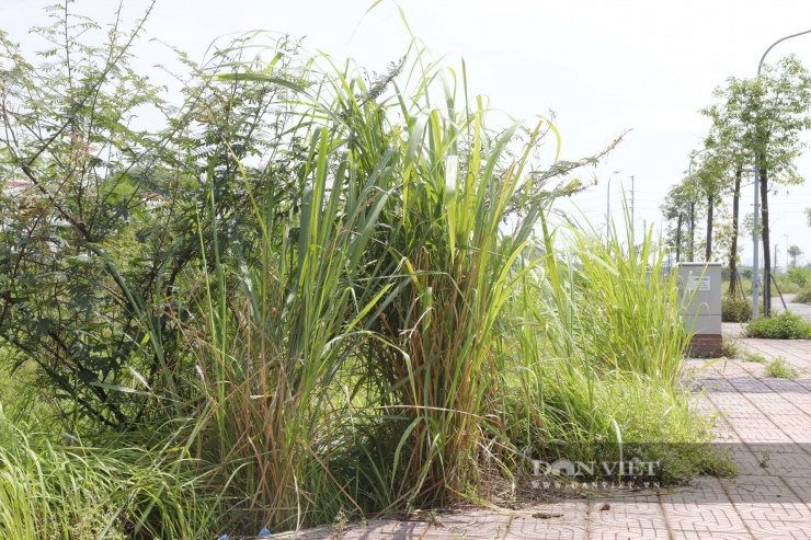 Thay vào đó, toàn bộ diện tích đất đấu giá đã bị bao phủ bởi thảm cỏ dại um tùm. Do bị bỏ hoang trong thời gian dài, nhiều khu vực cỏ và lau sậy đã mọc cao vút lút cả đầu người, che khuất hoàn toàn các mốc giới phân lô.