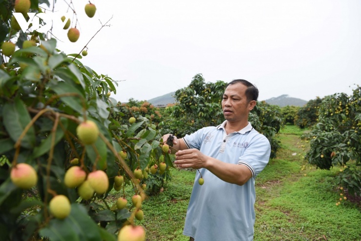 Ông Nguyễn Văn Tỉnh thôn Hoà Làng, xã Phúc Hoà (Bắc Ninh) chia sẻ mùa vải năm nay xuất hiện một nghịch lý: Kẻ cười vì được giá, người khóc mất mùa