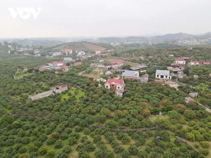 Toàn cảnh vùng vải thiều sớm xã Phúc Hoà, tỉnh Bắc Ninh