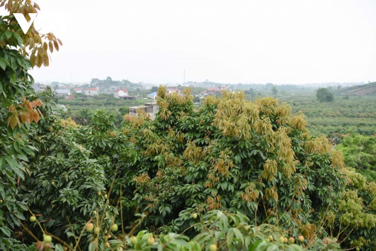 Nhiều cây vải trên đồi cao không đậu được hoa, nên bị mất mùa do gặp thời tiết bất lợi