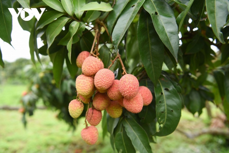Thủ phủ vải thiều sớm ở Bắc Ninh trước vụ thu hoạch: Kẻ cười, người khóc - 7