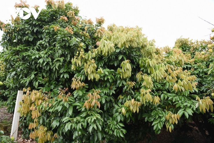 Thủ phủ vải thiều sớm ở Bắc Ninh trước vụ thu hoạch: Kẻ cười, người khóc - 4