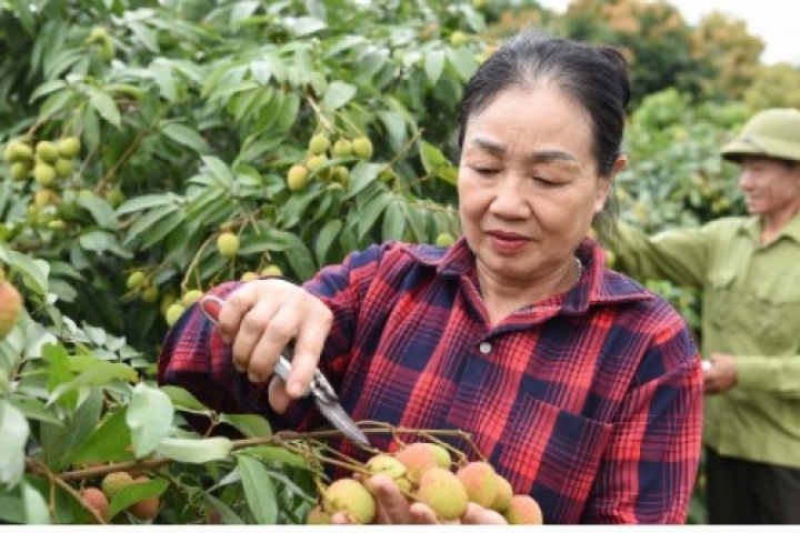 Thủ phủ vải thiều sớm ở Bắc Ninh trước vụ thu hoạch: Kẻ cười, người khóc