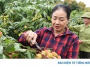 Thủ phủ vải thiều sớm ở Bắc Ninh trước vụ thu hoạch: Kẻ cười, người khóc