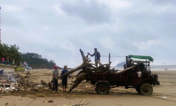 Những gốc cây lớn đã được cho lên xe ô tô đưa đi xử lý