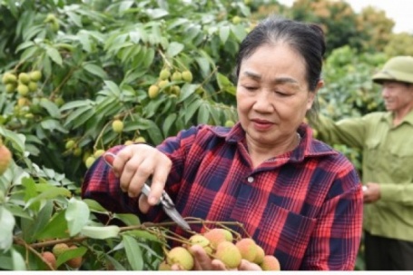 Thủ phủ vải thiều sớm ở Bắc Ninh trước vụ thu hoạch: Kẻ cười, người khóc