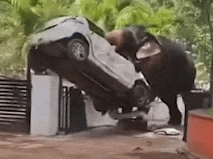 Kinh hoàng cảnh voi nổi điên hất tung ô tô, khiến 1 người thiệt mạng
