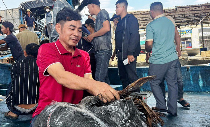 Ngư dân Quảng Ngãi vui mừng vì giá mực tăng cao kỷ lục