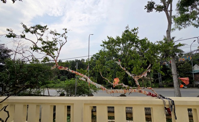 Một cây muội hồng có thân cành đẹp đang được chăm sóc ở Hạt kiểm lâm Như Thanh. Ảnh: Lam Sơn