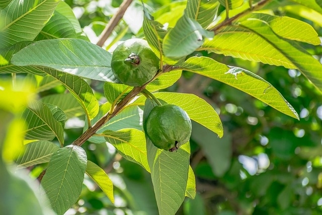 Cây ổi không chỉ là một loại cây ăn quả quen thuộc trong vườn nhà mà còn được ví như một "nhà thuốc mini" nhờ hàm lượng dinh dưỡng cực cao. (Ảnh minh họa)