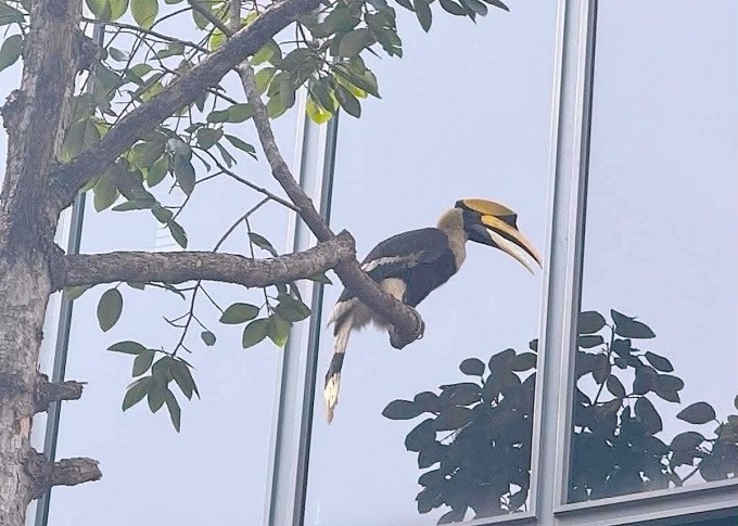 Chim hồng hoàng có sải cánh khoảng một mét đậu trên cành cây trước cao ốc trên đường Nguyễn Công Trứ, phường Sài Gòn, trưa 8/5. Ảnh: Hoàng Khánh