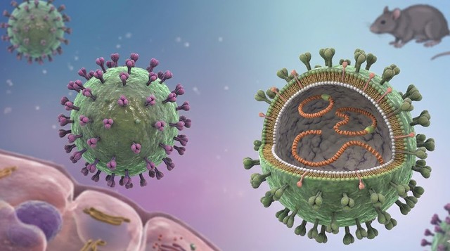 Virus Hanta lây truyền sang người qua tiếp xúc với nước tiểu, phân hoặc nước bọt bị nhiễm bệnh của các loài gặm nhấm
