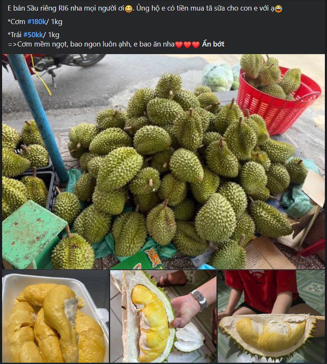 Tại nhiều tỉnh phía Nam, giá sầu riêng đang thấp kỉ lục, nhiều nơi treo biển bán chỉ vài chục nghìn đồng/kg sầu.