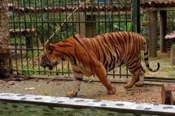 Cá thể Hổ béo phì không đi được ở Nghệ An nay hoá mãnh thú