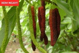 Tin tức sức khỏe - Loại quả vào mùa chín rộ bán đầy chợ hóa ra là “báu vật” giúp xương khớp dẻo dai ít người biết