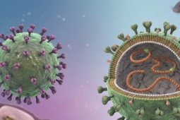 Cảnh giác nguy cơ nhiễm virus Hanta từ thực phẩm bị chuột xâm nhập