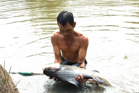 Nuôi thành công loài cá ví như “vua của các loại cá” trên dòng sông Mekong, một người Đồng Tháp có 2-3 tỷ/năm