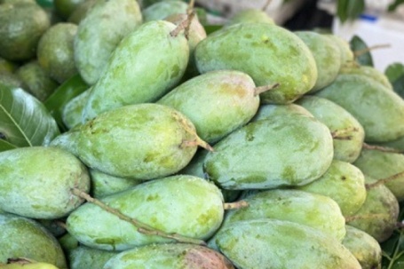 Xoài hạt lép là xoài gì mà được nhiều người tiêu dùng tiêu thụ 'chóng mặt' đến vậy?