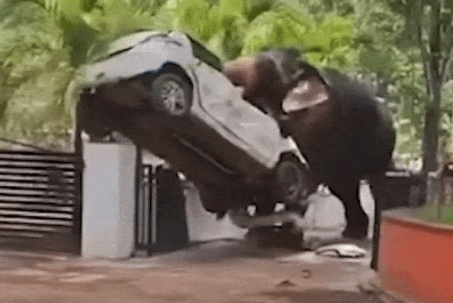 Kinh hoàng cảnh voi nổi điên hất tung ô tô, khiến 1 người thiệt mạng