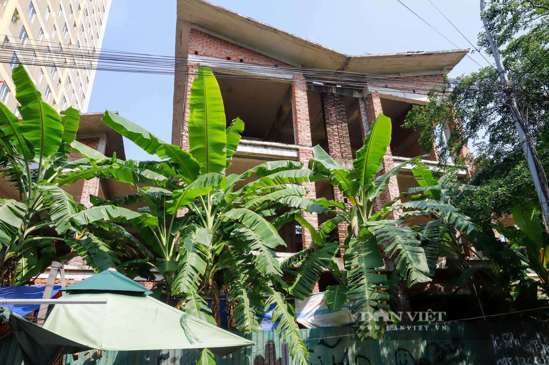 Những bụi chuối này che khuất cả lối vào và mặt tiền của những căn biệt thự đắt giá.