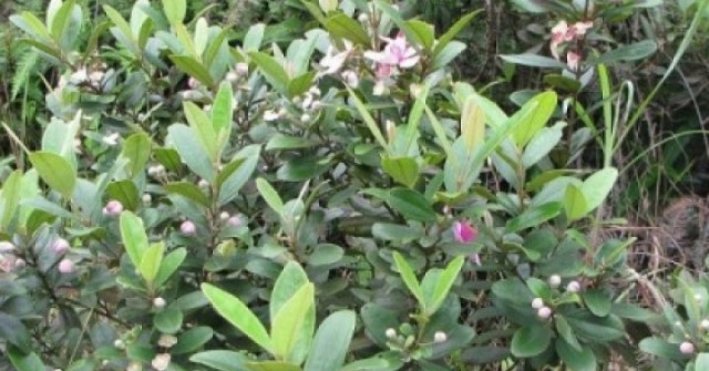 Cây sim - Loài cây dại quen thuộc nhưng ẩn chứa “kho báu” dược liệu ít ai biết