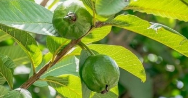 Việt Nam có sẵn loại cây bổ từ lá tới quả, dưỡng tim, chống lão hóa cực tốt