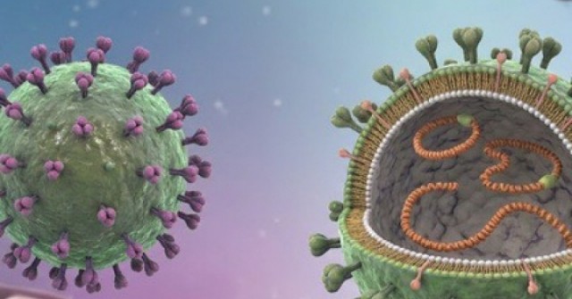 Cảnh giác nguy cơ nhiễm virus Hanta từ thực phẩm bị chuột xâm nhập