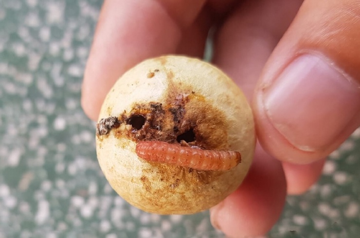 6 loại trái cây mùa hè dễ chứa ký sinh trùng nhất - 5
