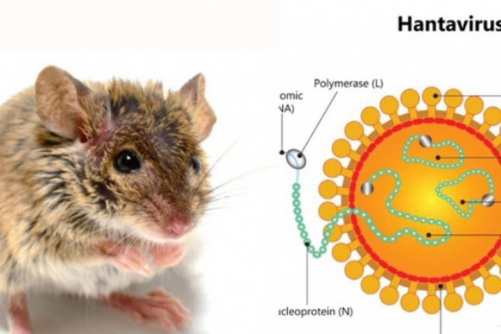 Có thể gây tử vong, virus Hanta ủ bệnh và lây truyền thế nào?